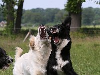 Puppys van Bliss040622-0099